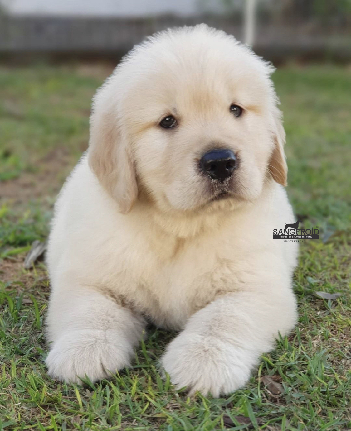 Image of Golden Retriever posted on 2022-08-22 04:07:05 from pune